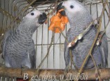 Жако и Амазоны птенцы выкормыши говорящие от заводчика / Тамбов